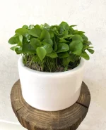 بهار نارنج