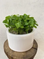 بهار نارنج